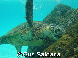 Green Sea Turtle, South Kohala Coast, Hawaii - 2007 AUG 06 by Gus Saldana 